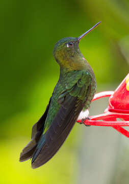 Image of Golden-breasted Puffleg