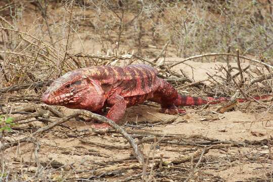 Image of Red Tegu