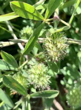 Image of sea clover