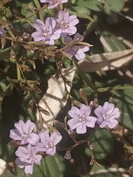 Image of Limonium sommierianum (Fiori) Arrigoni