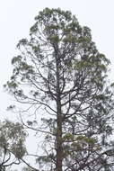 Image of Black Cypress-pine