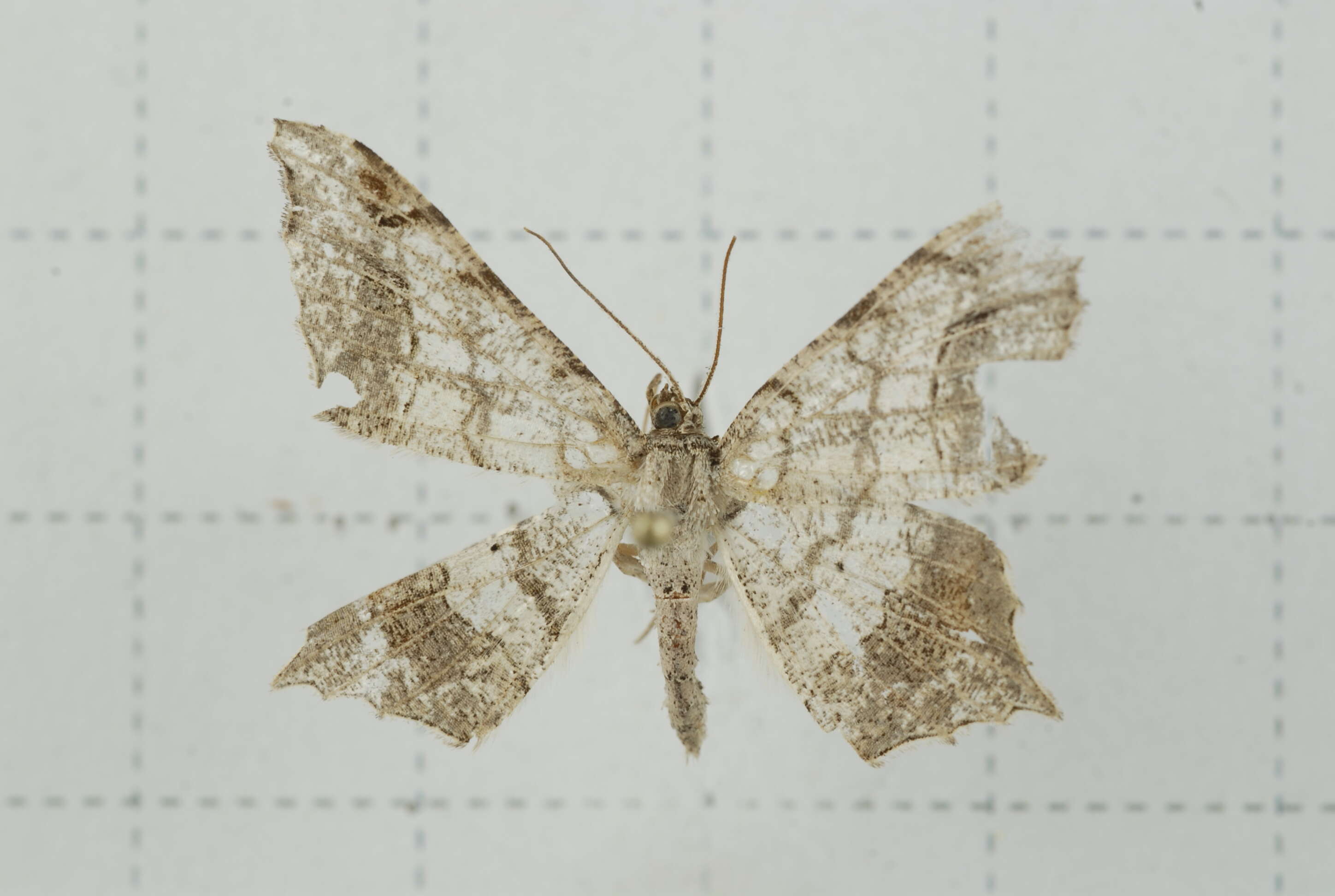 Image of Semiothisa emersaria Walker 1861