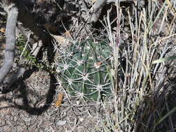 Image of Echinopsis leucantha (Gillies ex Salm-Dyck) Walp.