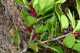 Image of <i>Searsia <i>scytophylla</i></i> var. scytophylla