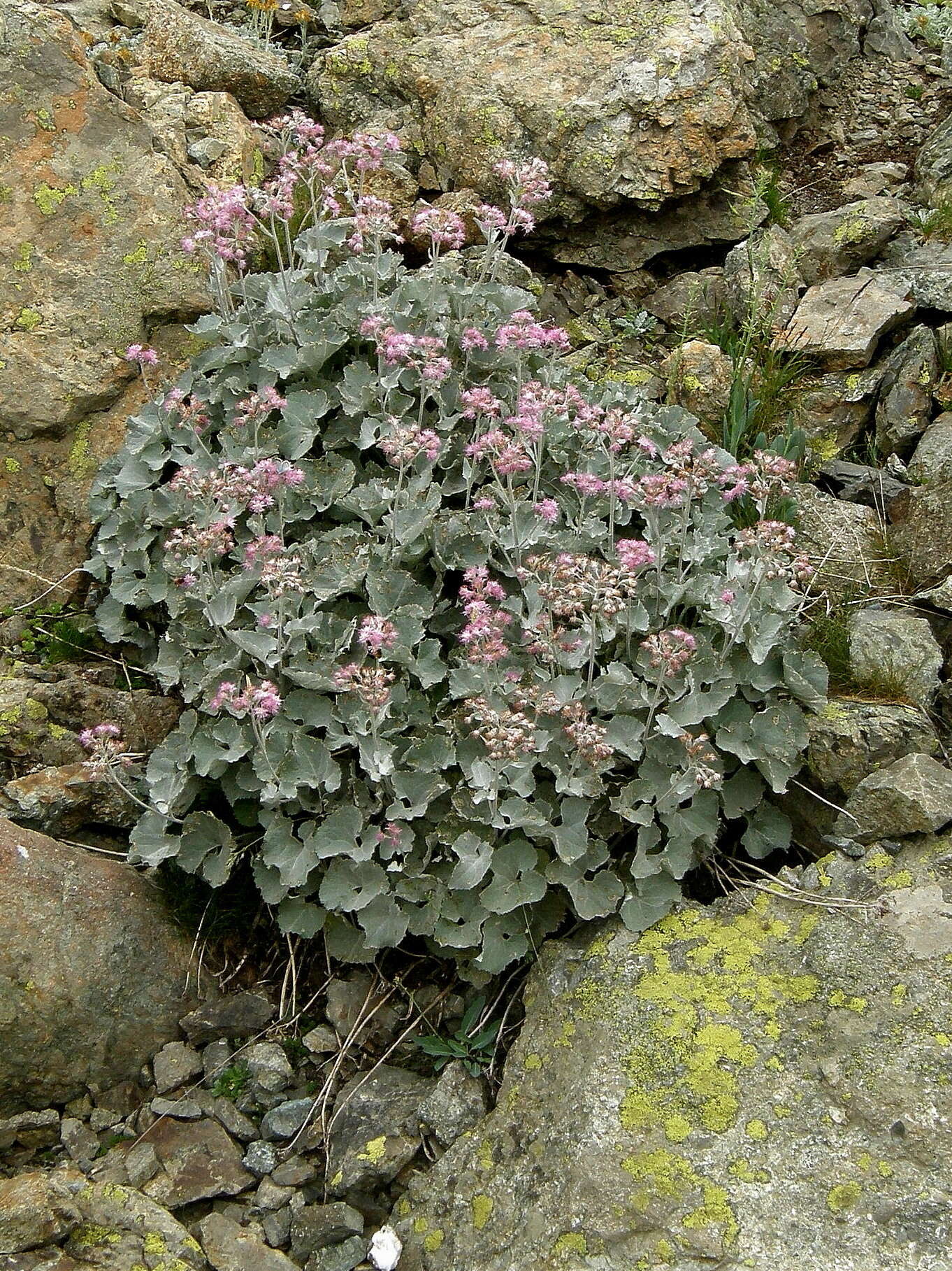 Image de Adenostyles leucophylla (Willd.) Rchb.