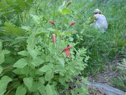 Image of monkeyflower savory