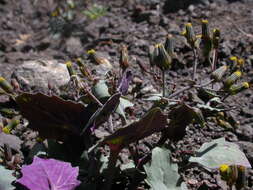 Image of Senecio flavus (Decne) Sch. Bip.