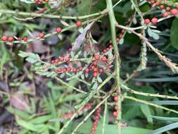 Image of Phyllanthus urinaria subsp. urinaria