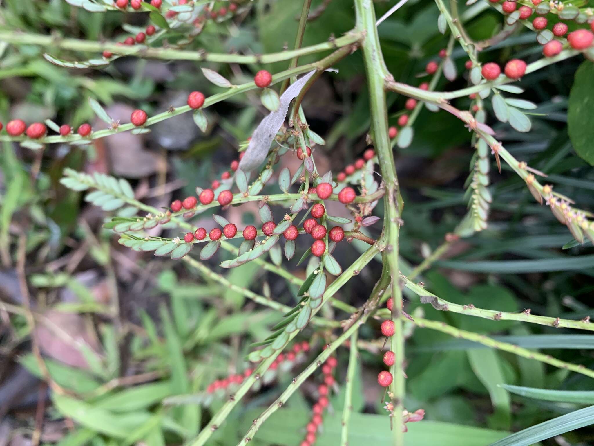 Image of Phyllanthus urinaria subsp. urinaria