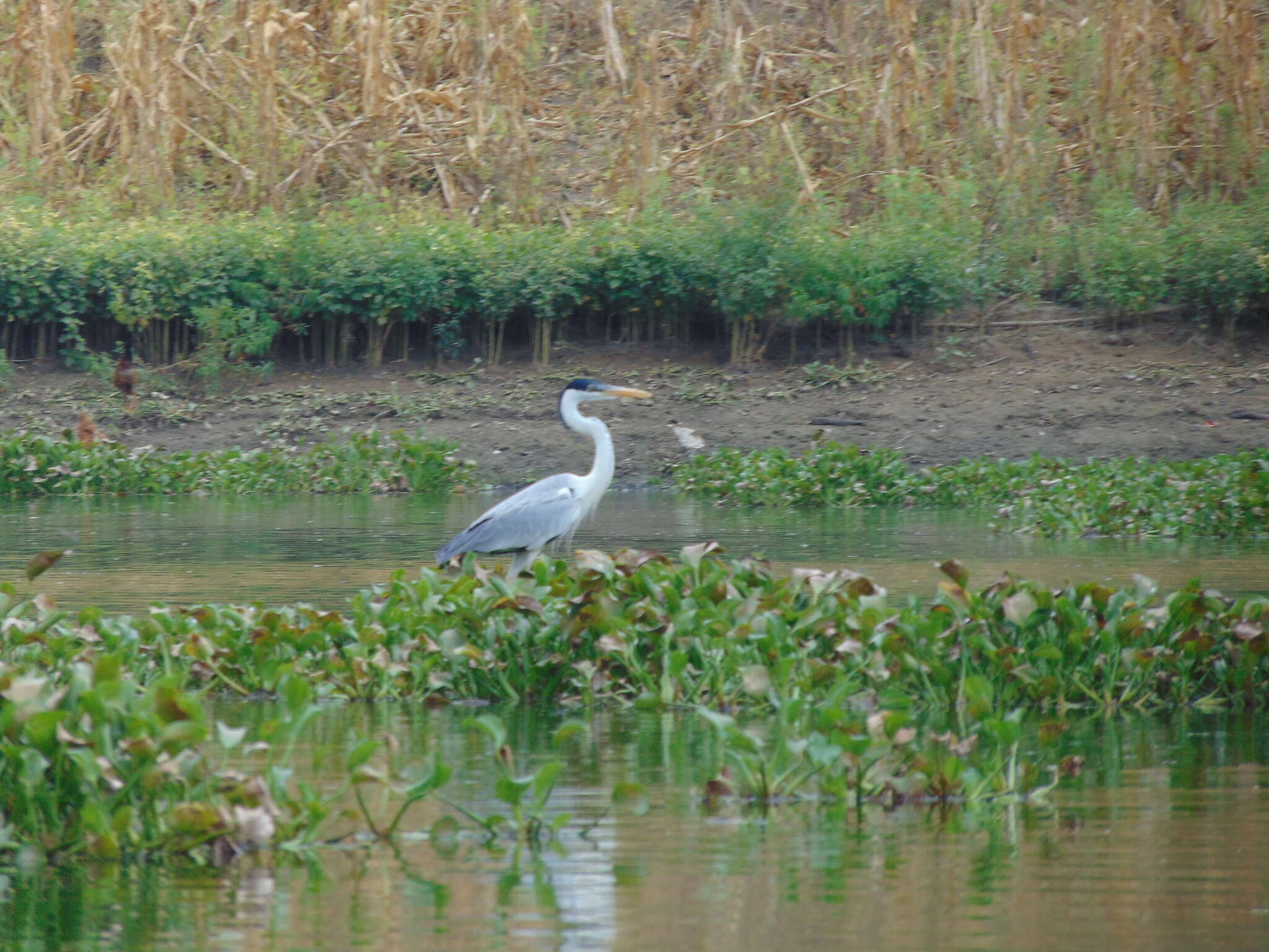 Image of Cocoi Heron