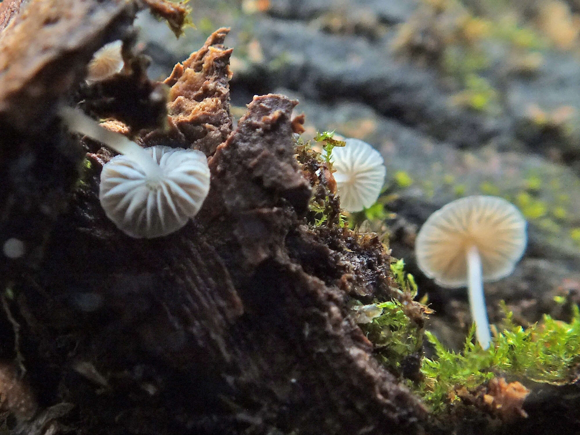 Image of Phloeomana hiemalis (Osbeck) Redhead 2016