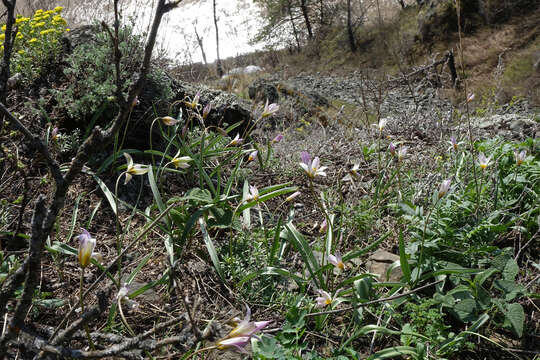 Imagem de Tulipa sylvestris subsp. australis (Link) Pamp.