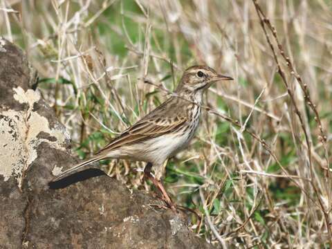 Sivun <i>Anthus berthelotii madeirensis</i> kuva