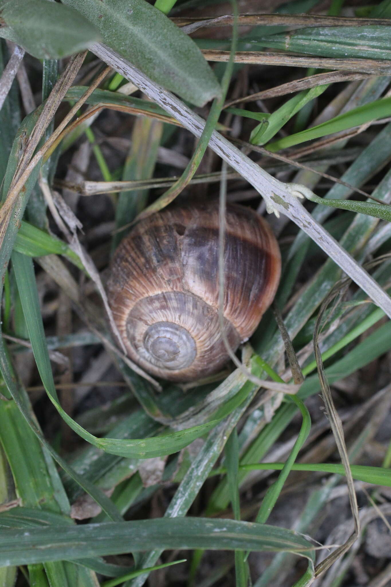 Image of brown-mouthed helix