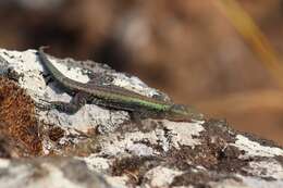 Image of Mitchell's Flat Lizard