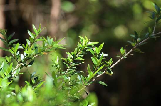 Image of Myrceugenia parvifolia (A. P. de Candolle) Kausel