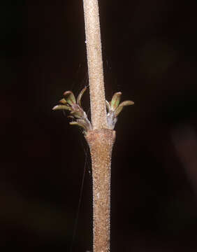 صورة Coprosma dumosa (Cheeseman) G. T. Jane