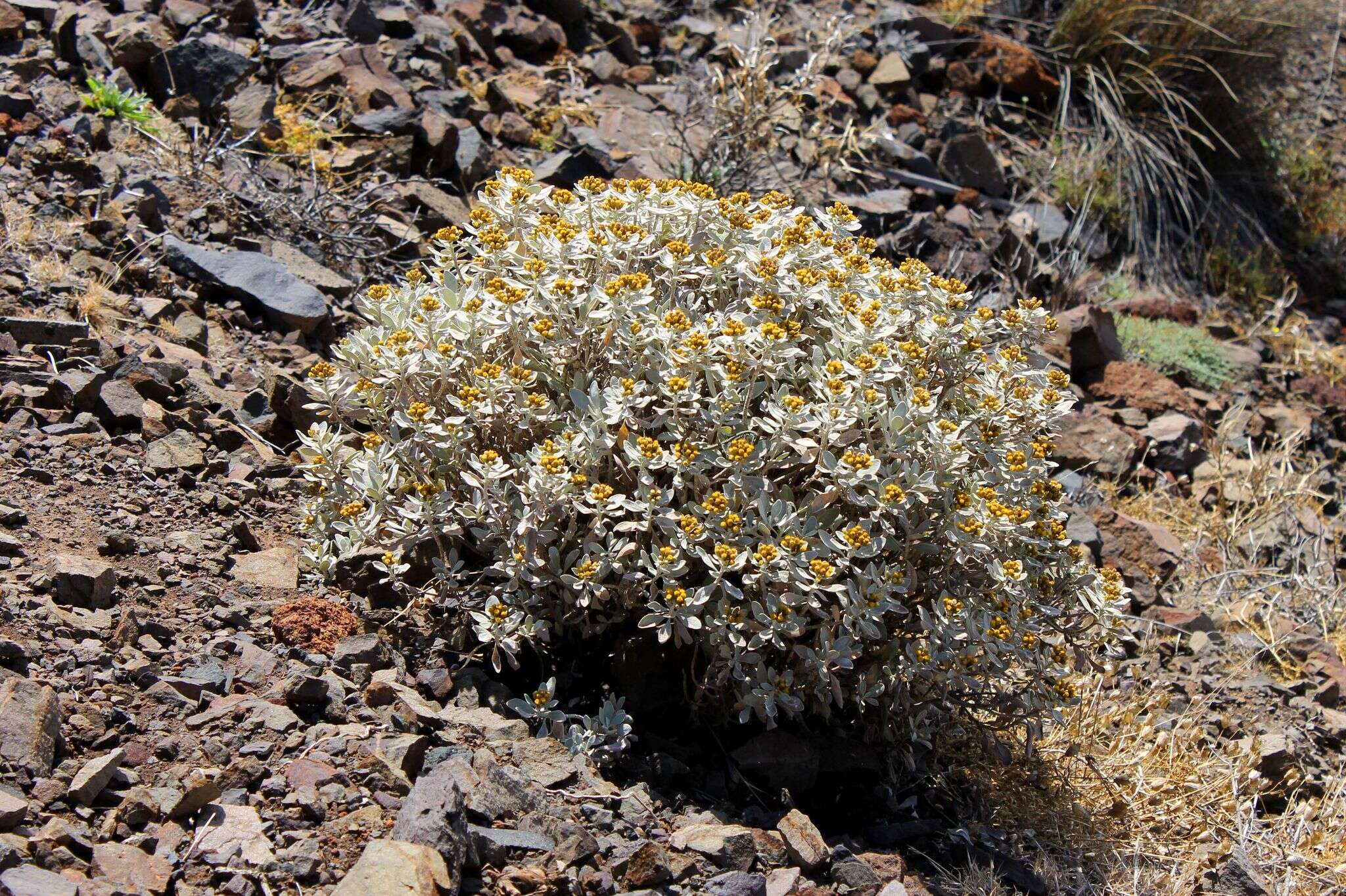 Imagem de Helichrysum obconicum DC.