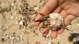 Image of Red pencil urchin