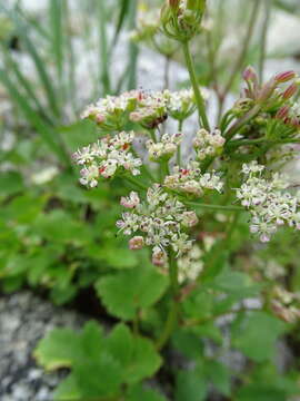 Ligusticum scoticum L. resmi