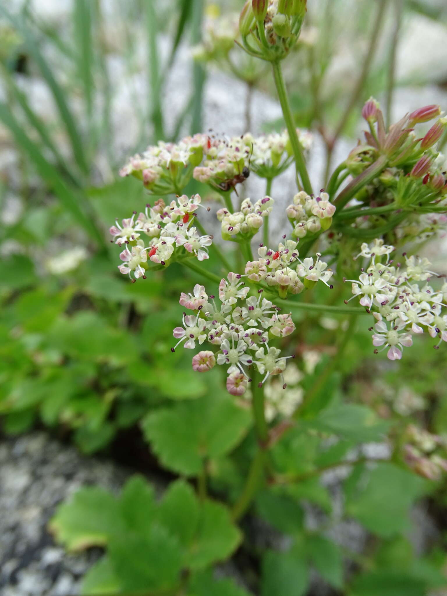 Ligusticum scoticum L. resmi