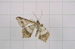 Image of Semiothisa emersaria Walker 1861