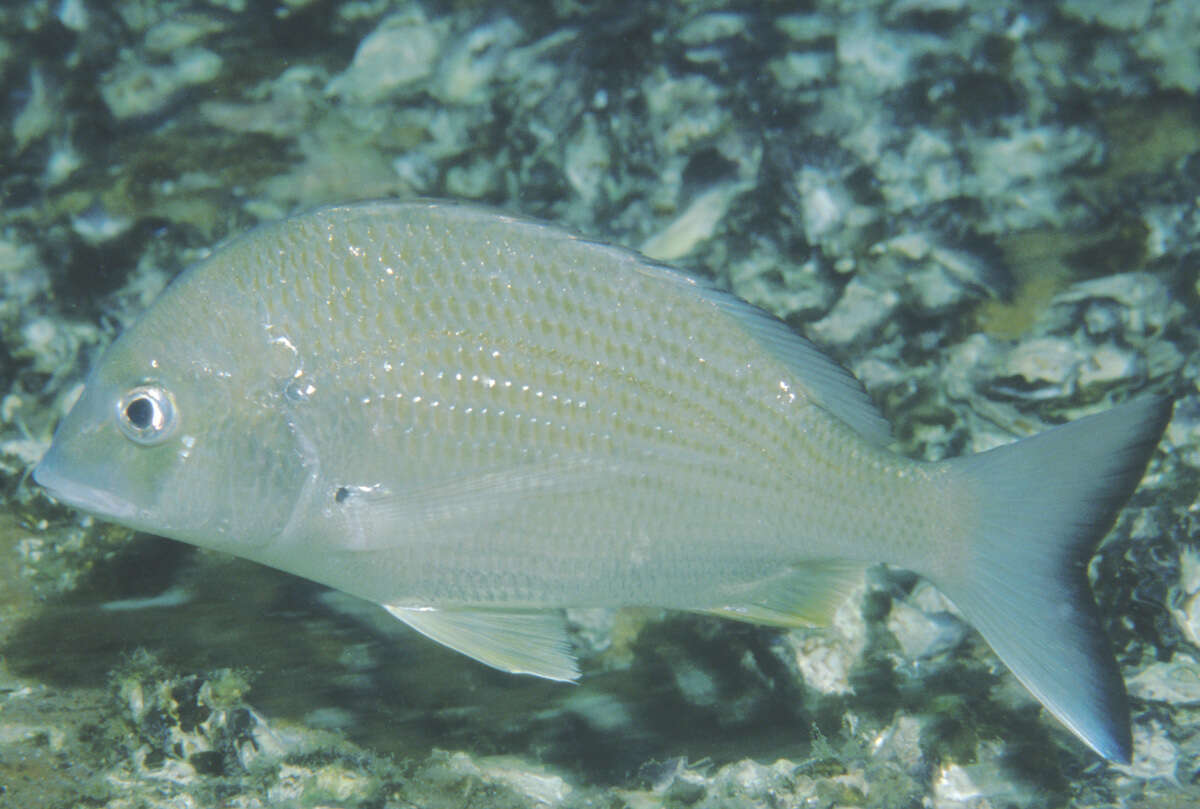 Image of Australian Sea Bream