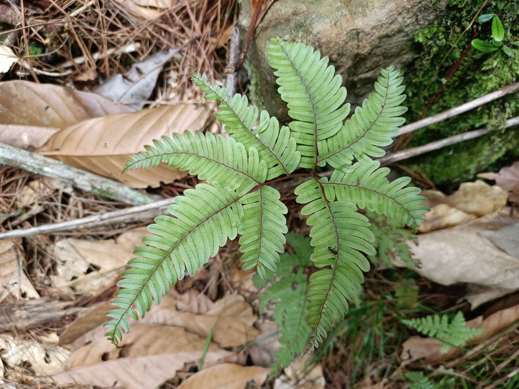 Sivun Pteris setulosocostulata Hayata kuva