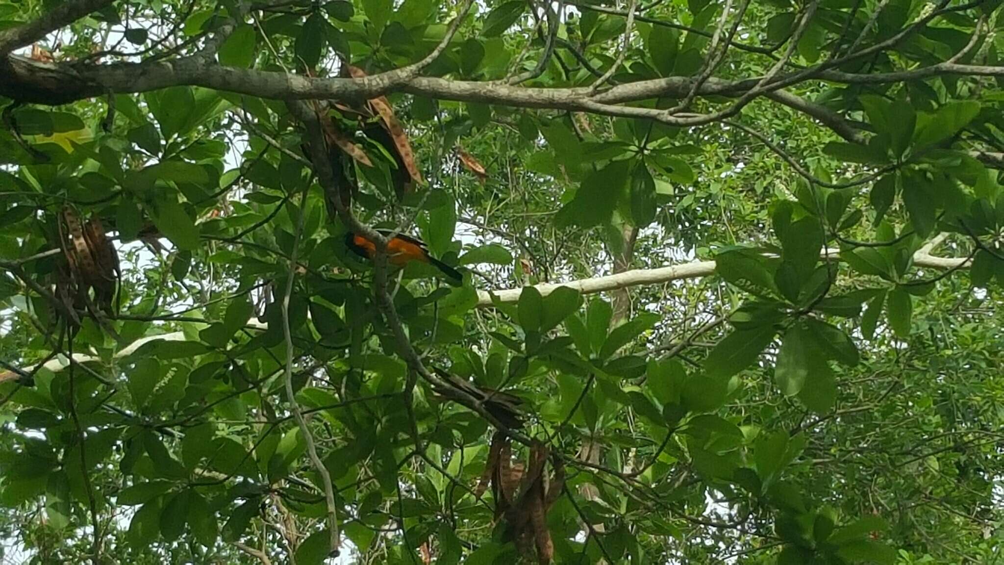 Image of Venezuelan Troupial