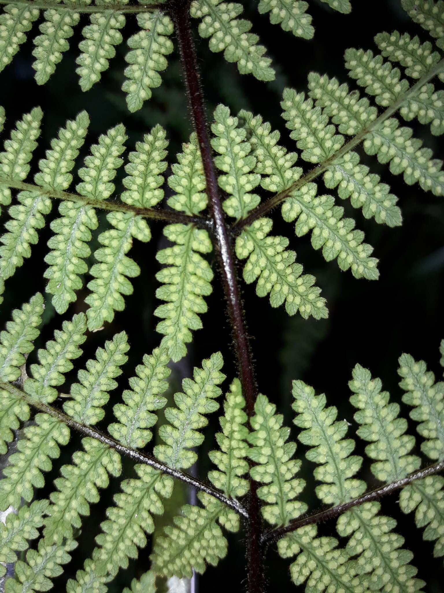 Image of Hypolepis rugosula subsp. lactea (Brownsey & Chinnock) Schwartsb.