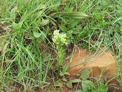 Image of Habenaria epipactidea Rchb. fil.