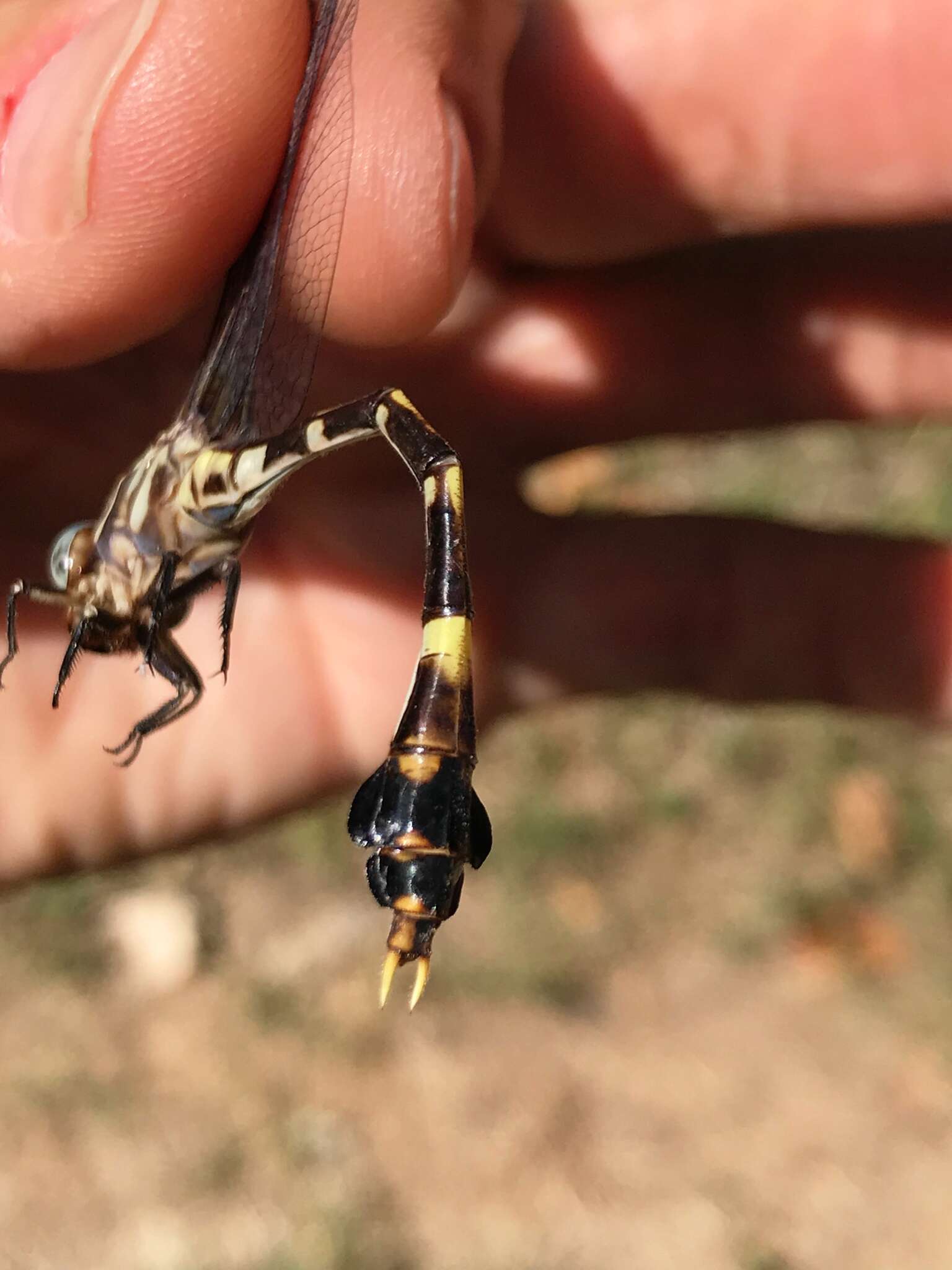 Image of Five-striped Leaftail