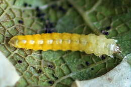 Phyllonorycter quercifoliella (Zeller 1839)的圖片