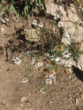 Image of Smooth White American-Aster