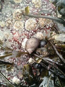 Image of Edible periwinkle