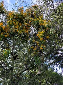 Image of Psittacanthus rhynchanthus (Benth.) J. Kuijt