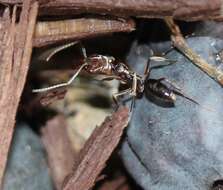 Image of Rough-node Snapping Ant