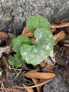 Image of Erysiphe cruciferarum Opiz ex L. Junell 1967