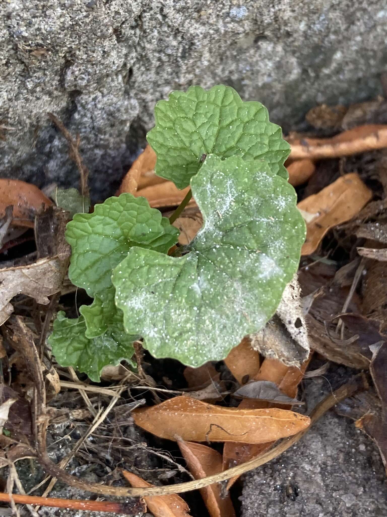 صورة Erysiphe cruciferarum Opiz ex L. Junell 1967