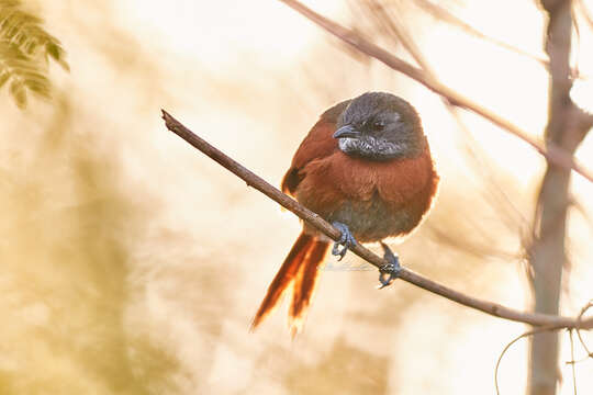 Image of Rufous-breasted Spinetail