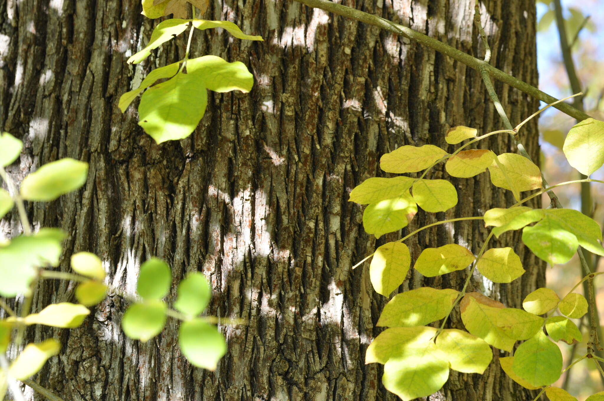 Image of Oregon Ash