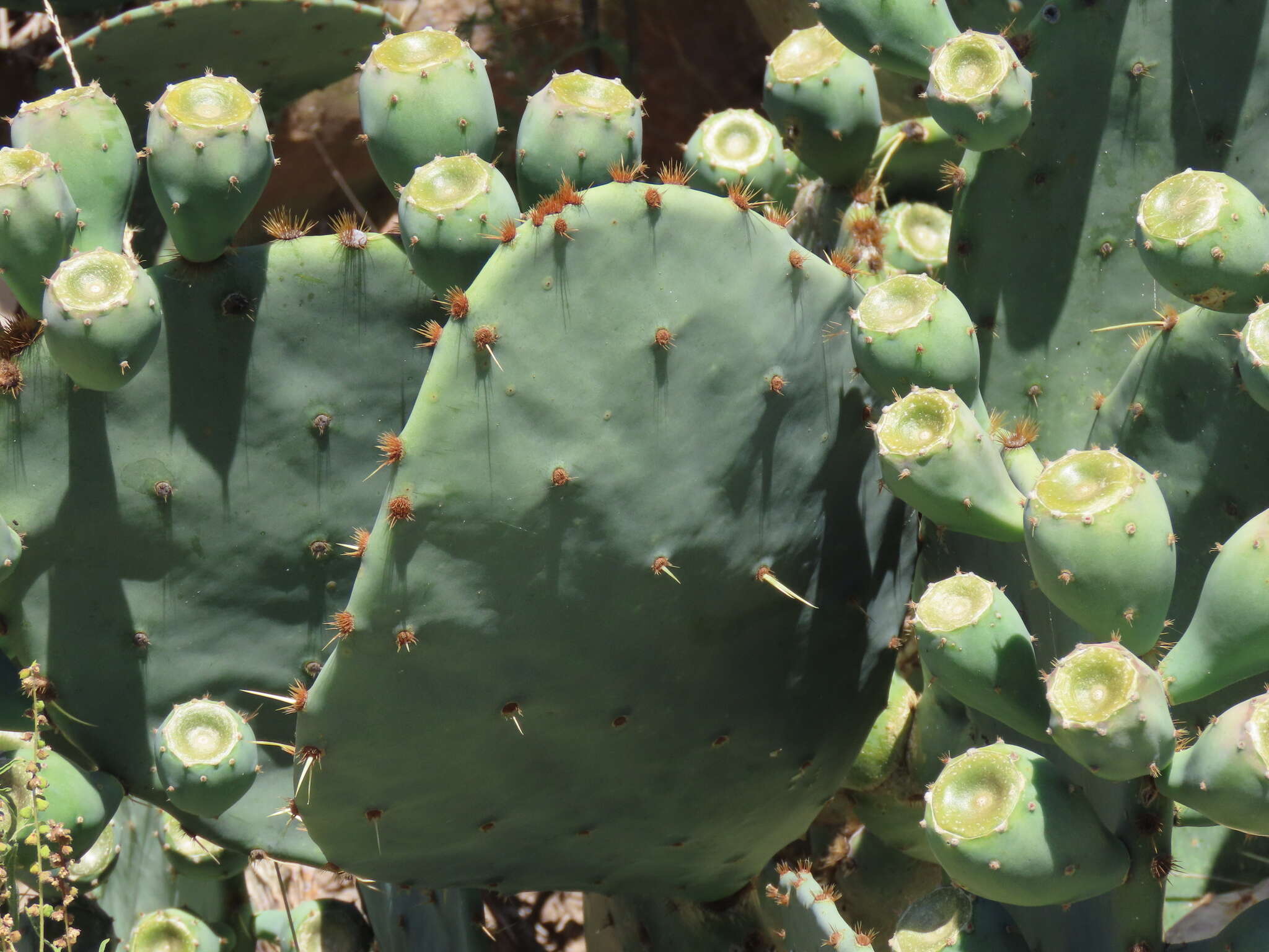 Image of Opuntia lindheimeri subsp. subarmata