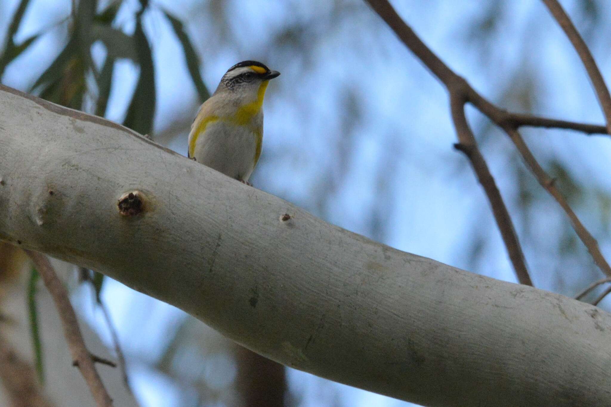 Image of Pardalotus striatus substriatus Mathews 1912