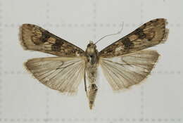 Image of Nomophila noctuella Schiffermüller