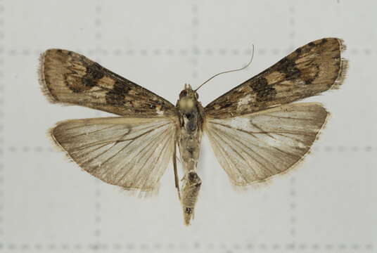 Image of Nomophila noctuella Schiffermüller