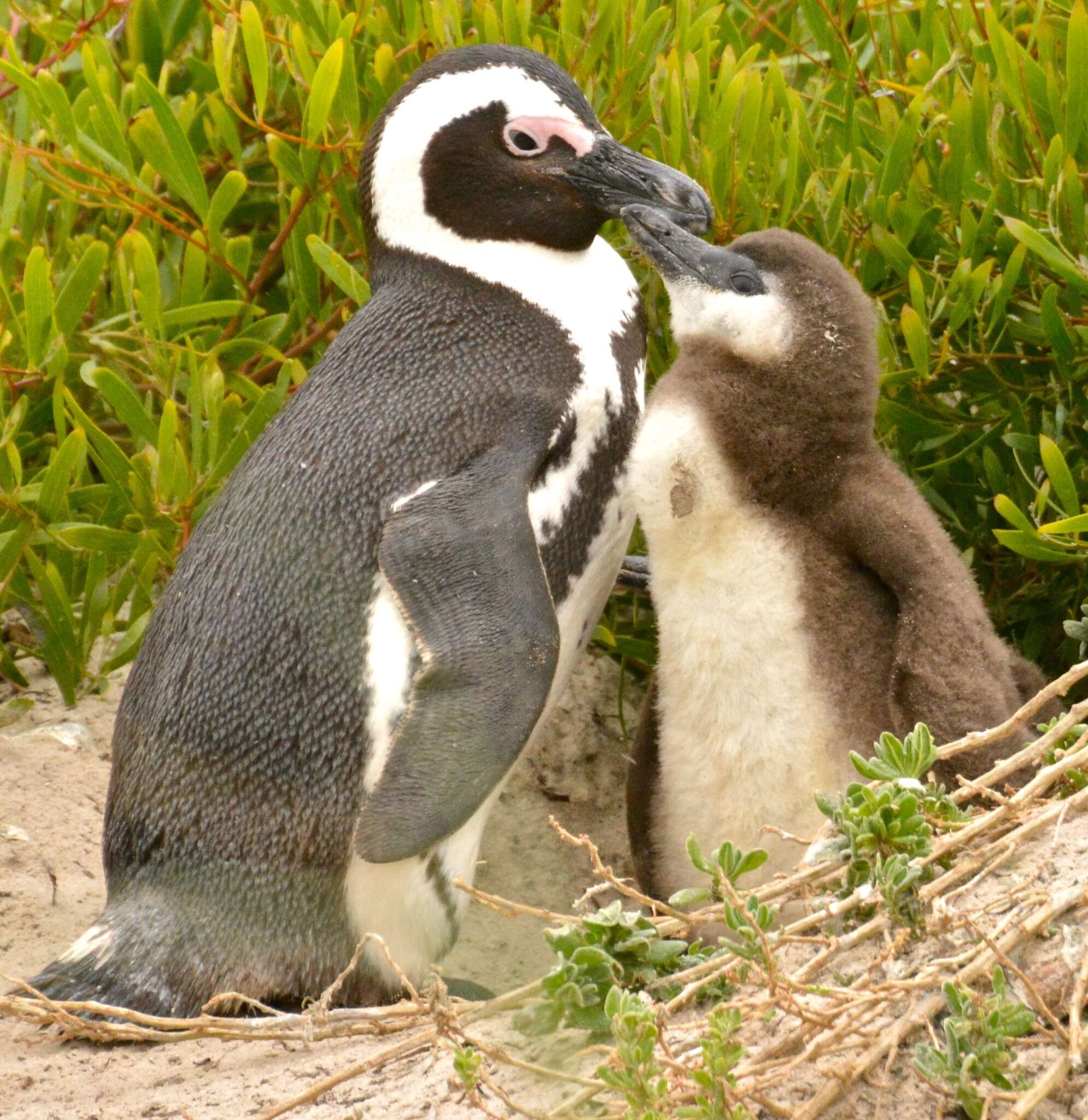 Image of African Penguin