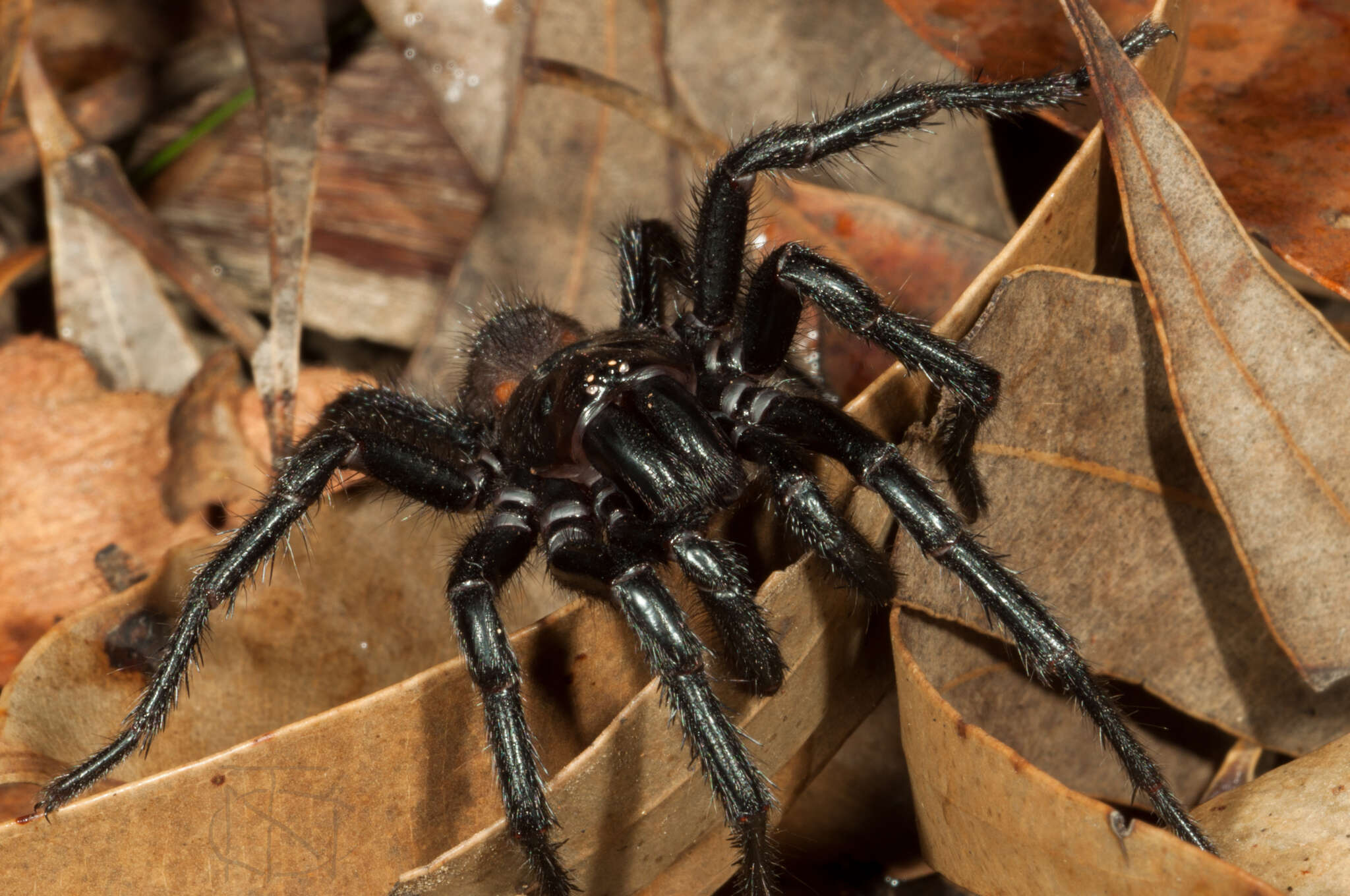 Imagem de Aranha-teia-de-funil