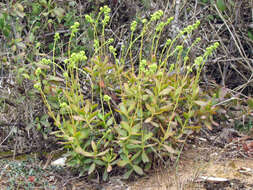 Crassula cultrata L. resmi