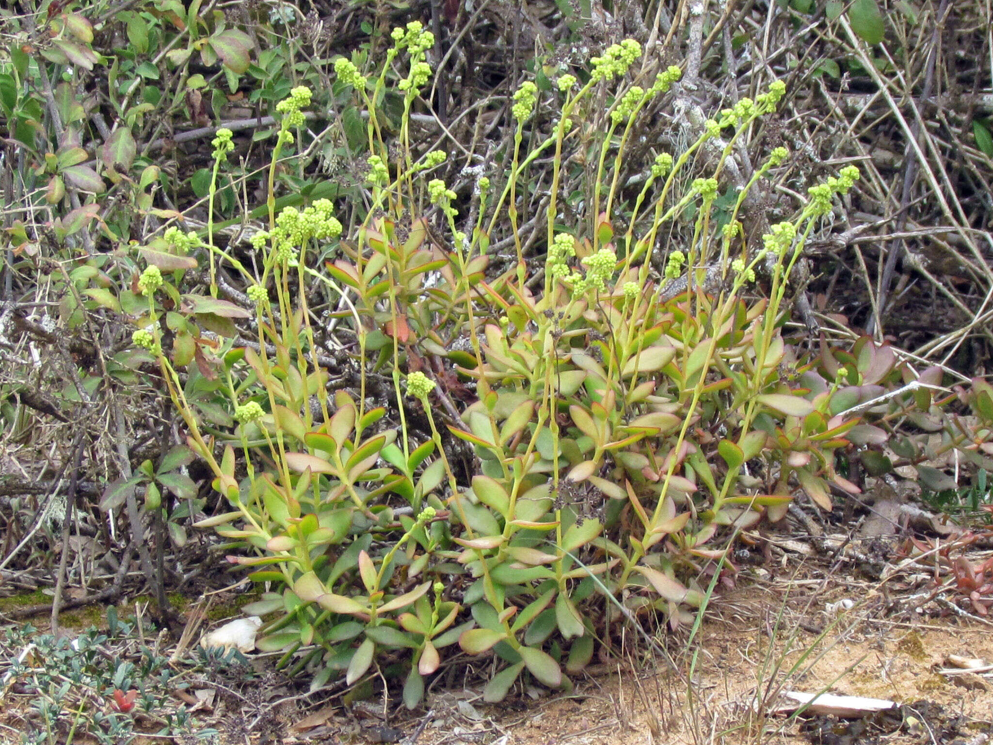 Crassula cultrata L. resmi