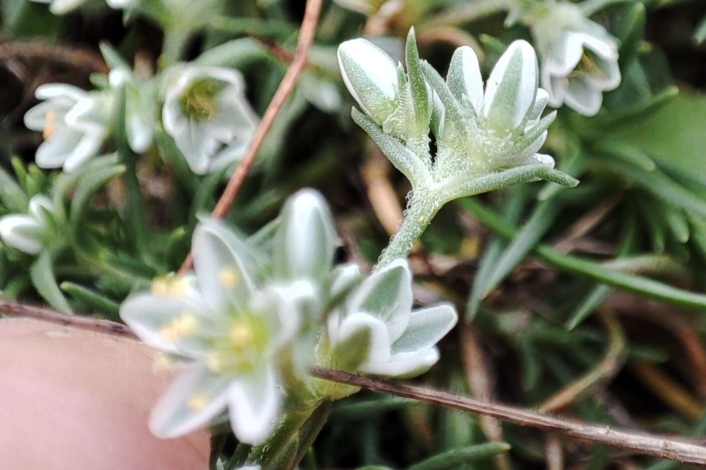 Sivun Scleranthus perennis subsp. perennis kuva